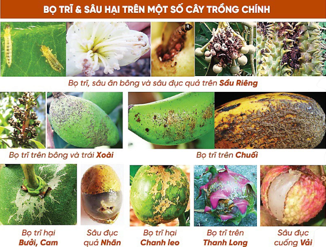 ĐẶC TRỊ